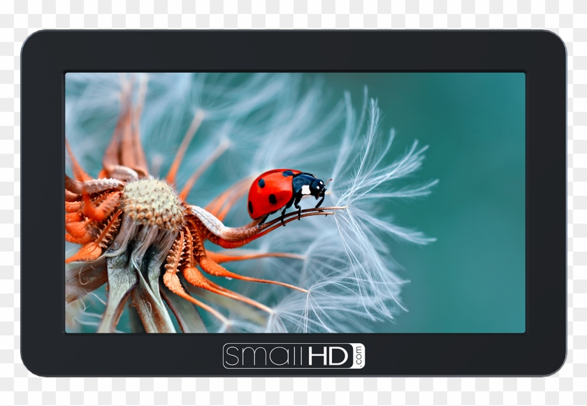Shop Now Focus Series - Small Hd 5 Inch Monitor Clipart