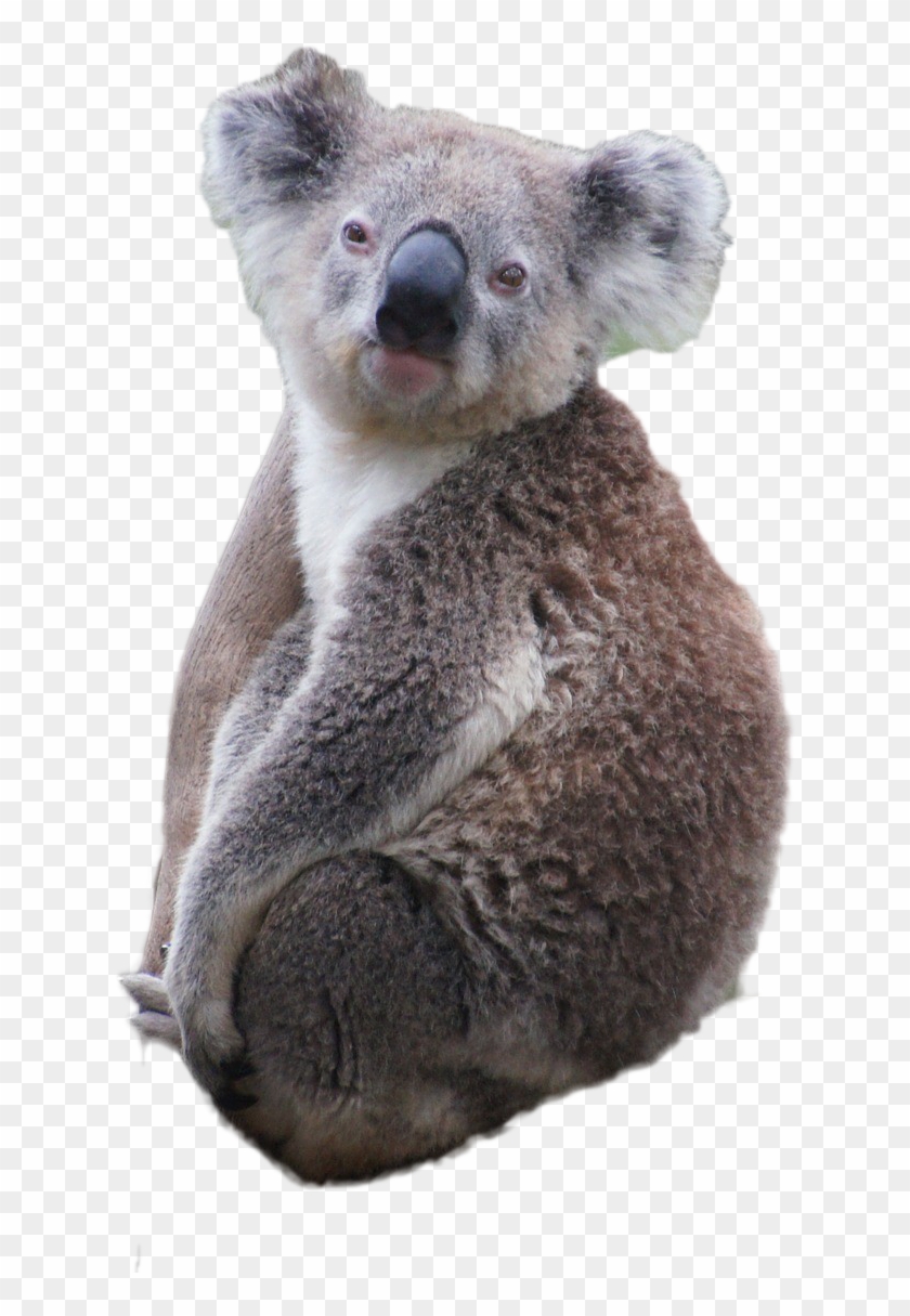 Koala Png Image - Koala Clipart #142326