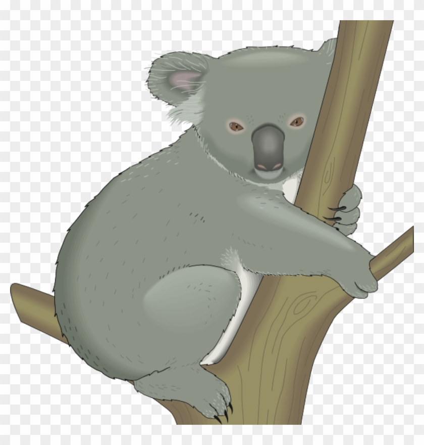 Koala Clipart Koala Clipart Graphics Of Koalas Clipart - Free Clip Art Koala - Png Download