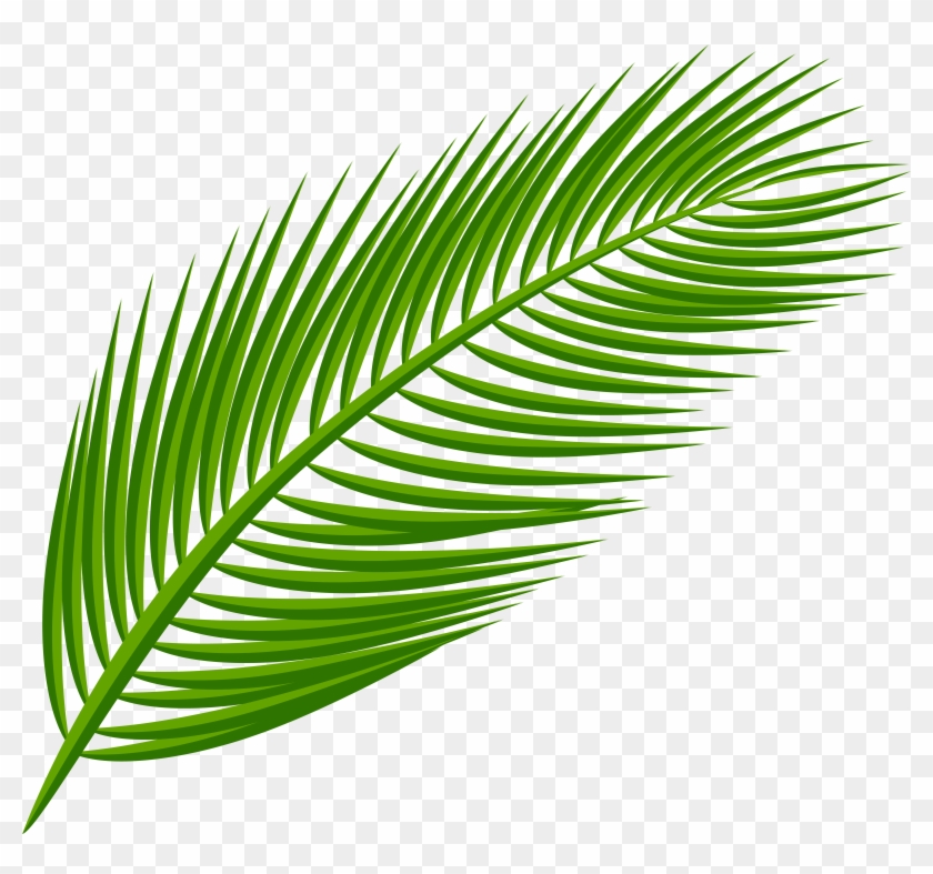 Arecaceae Palm Leaf Transparent Png File Hd Clipart #142753