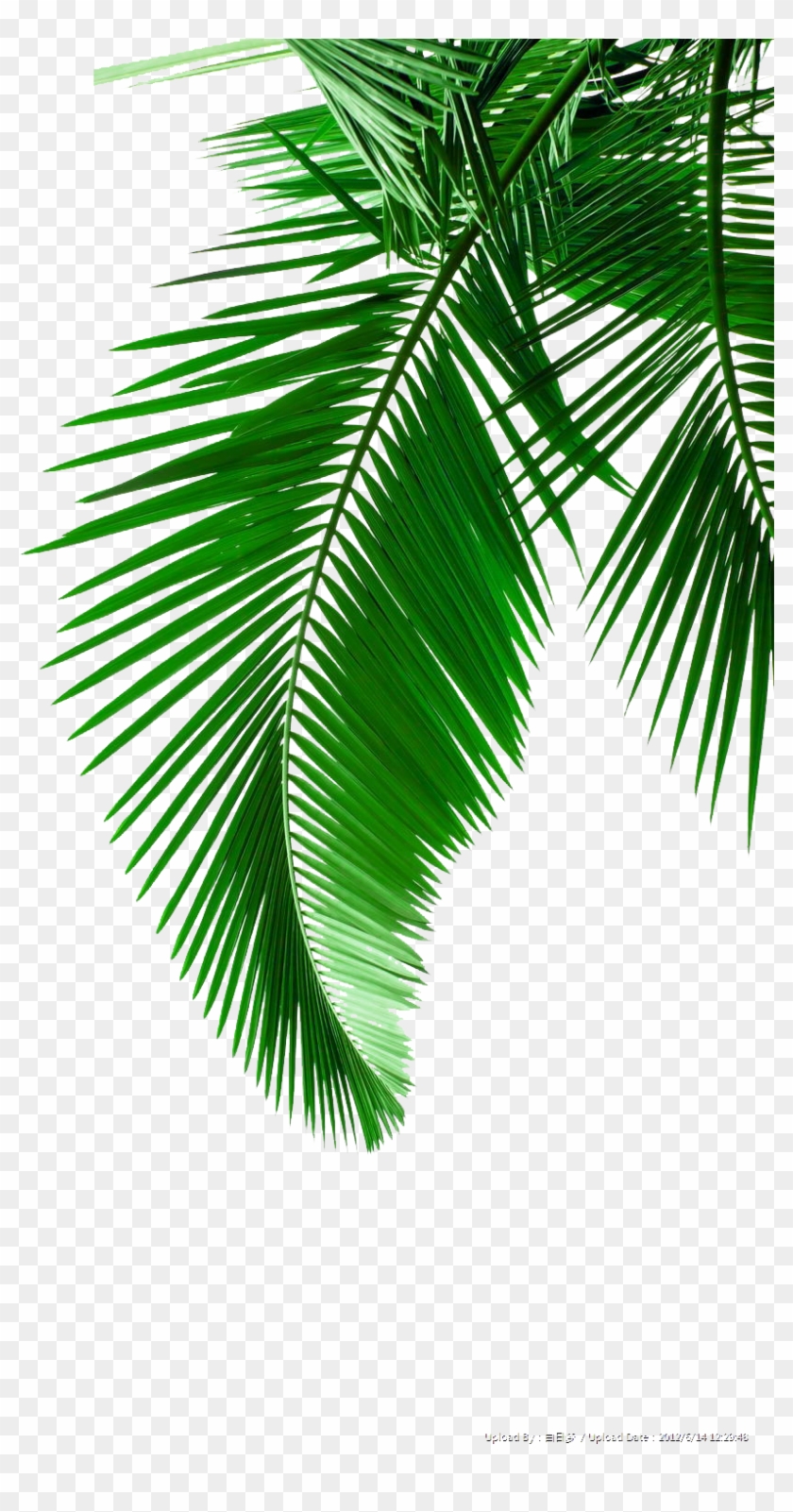 Picture Leaf Leaves Material Arecaceae Palm Green Clipart - Palm Leaf Black And White - Png Download