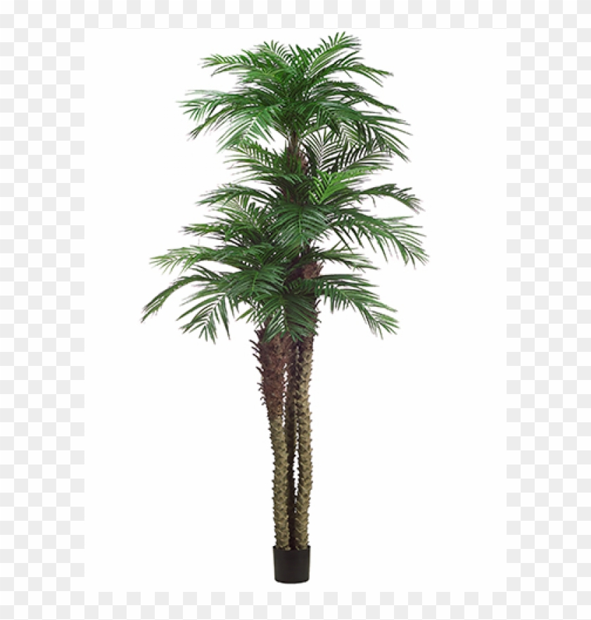 10' 8' 6' Tropical Area Palm Tree X3 W/1781 - Borassus Flabellifer Clipart #143252