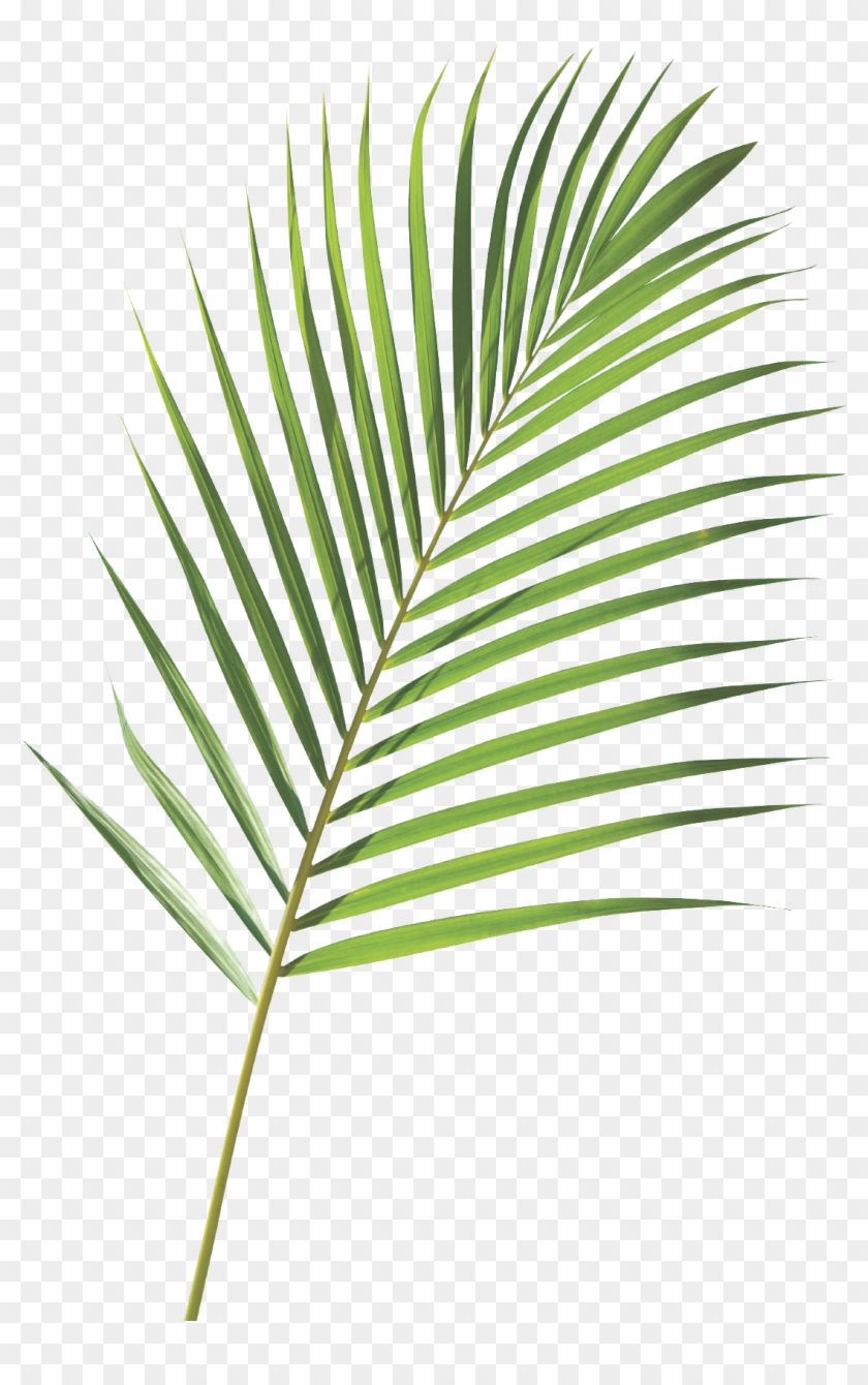 Jpg Transparent Download Branch Transparent Palm - Nike Goddess Palm Branch Clipart #143436