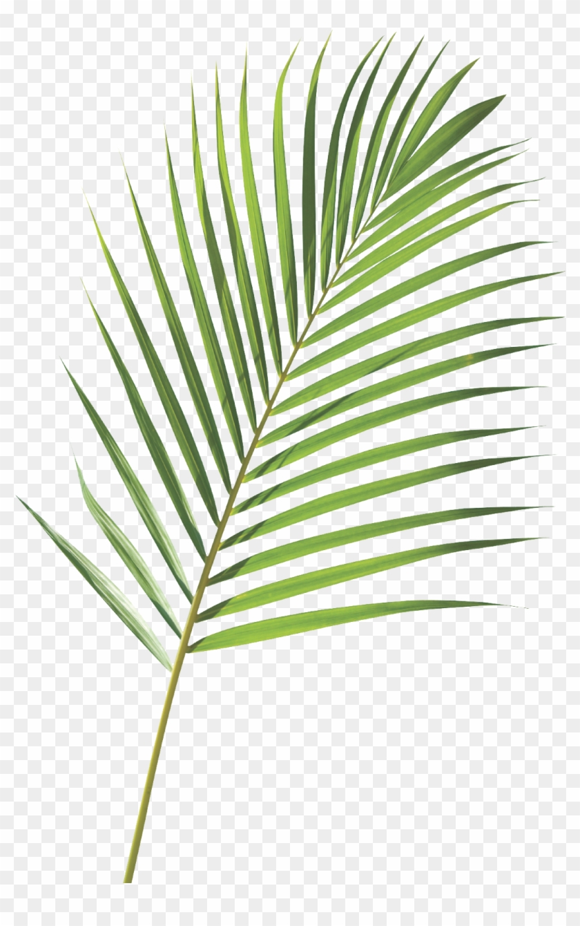 Jpg Transparent Download Branch Transparent Palm - Nike Goddess Palm Branch Clipart
