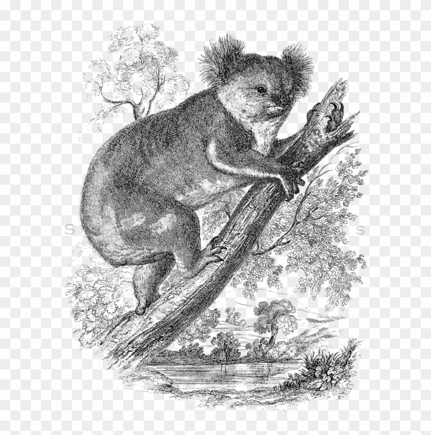 Koala Bear Png , Png Download - Koala Clipart #143489