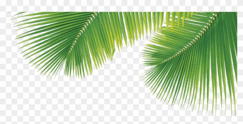 We Now Have Our Coco Coir Mycorrhizae & Coco Pearl - Leaf Coco Clipart