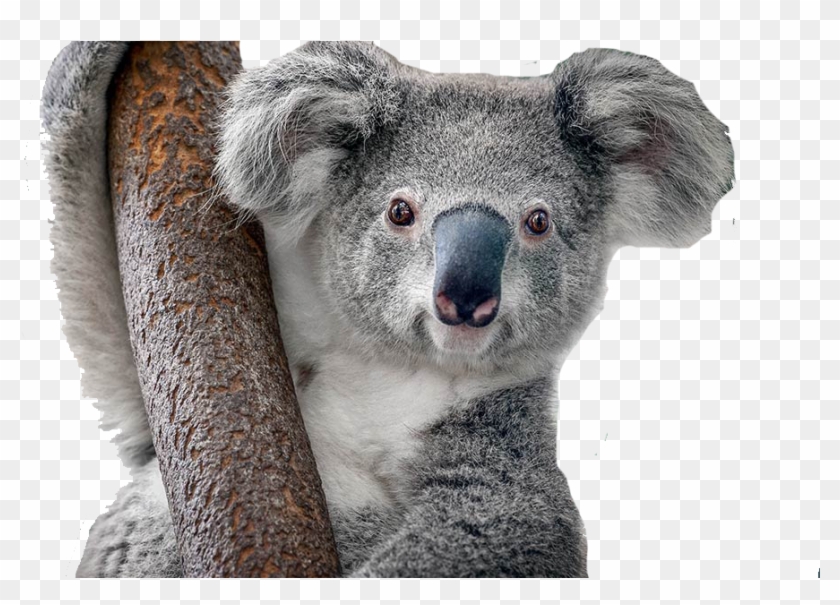 De Koala Clipart #143585