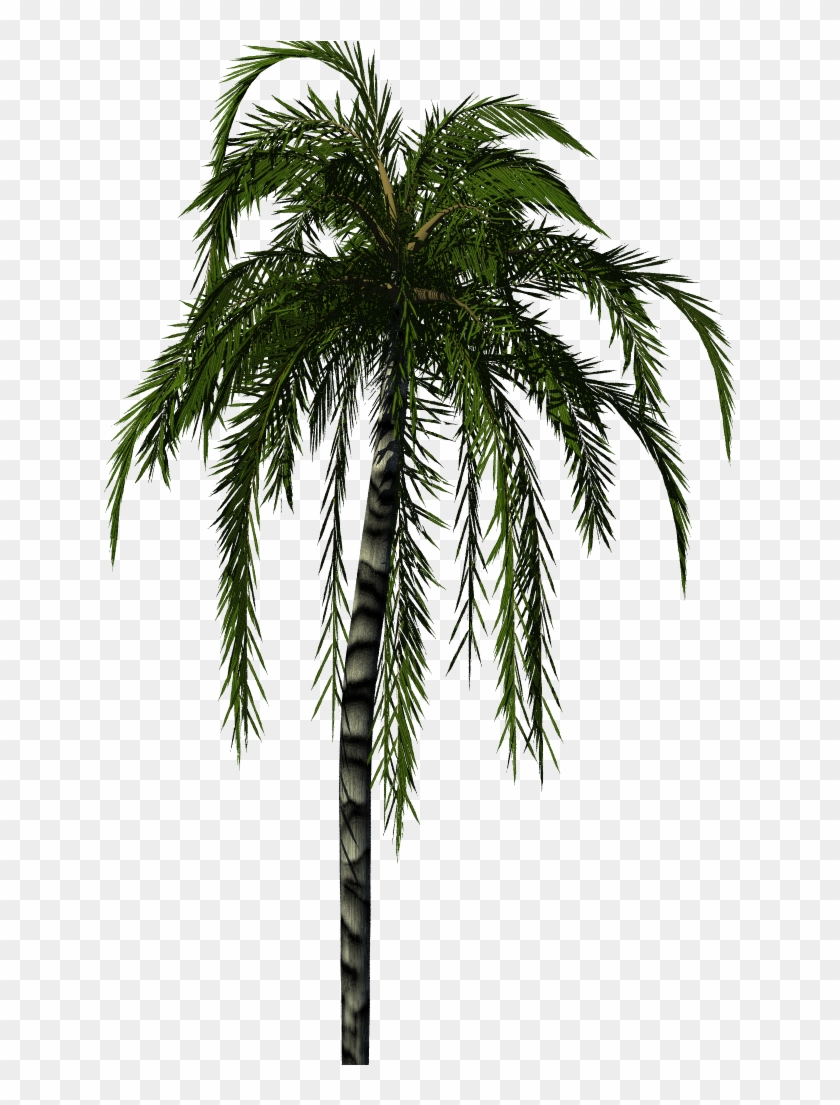 Jubaea Palm - Palm Tree Render Png Clipart #143589
