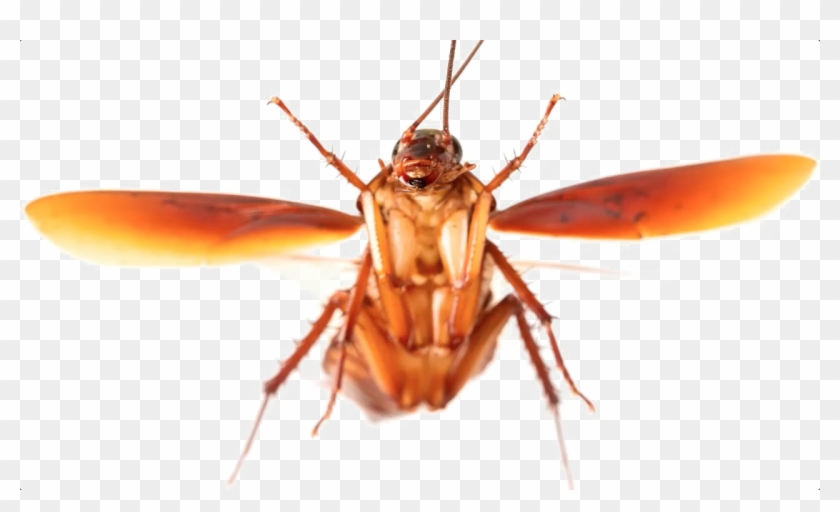 Roach Transparent Background Png - Cockroach Fly Clipart #144210