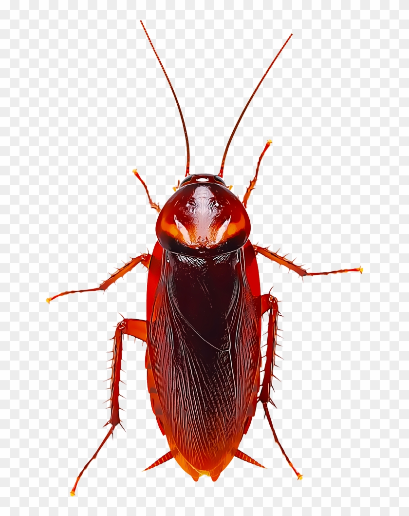 Several Species Of Cockroaches Are Found In Different - Cockroach Hd Clipart