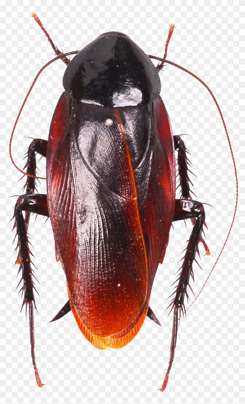 Roach Png - Does A Roach Look Like Clipart #144340