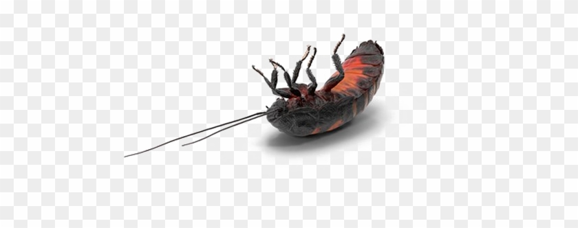 Cockroach Png Transparent Background - Madagascar Hissing Cockroach Clipart #144415