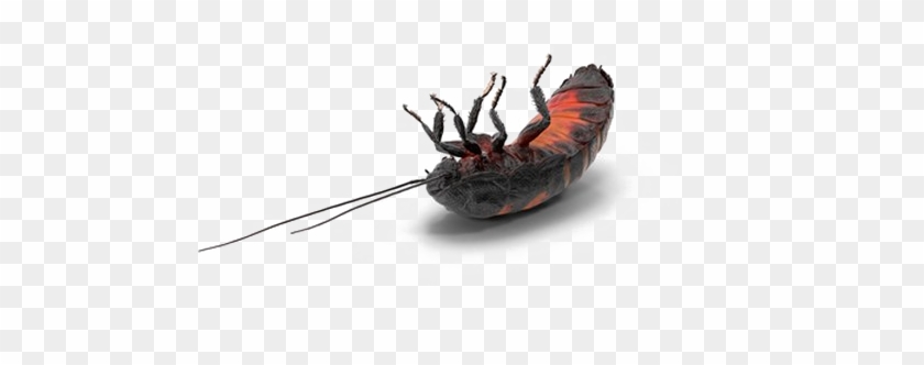 Cockroach Png Transparent Background - Madagascar Hissing Cockroach Clipart