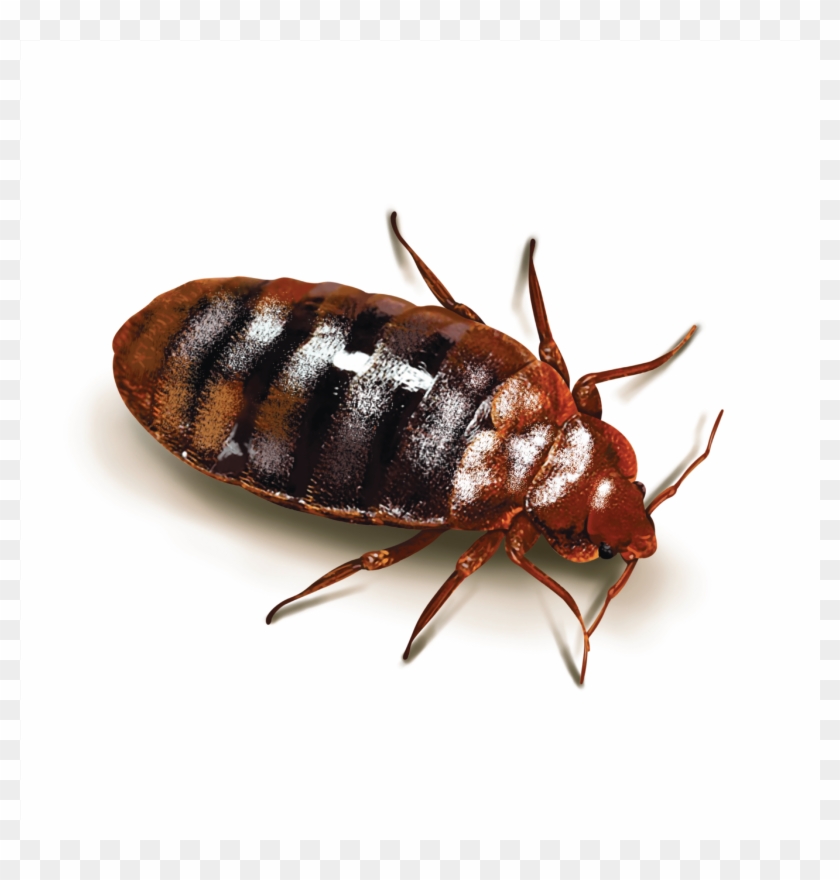 Cockroaches - Bed Bugs Clipart