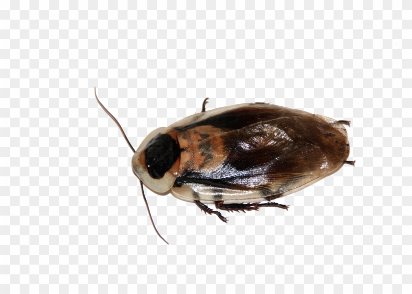 Cockroach - Cafard Transparent Clipart