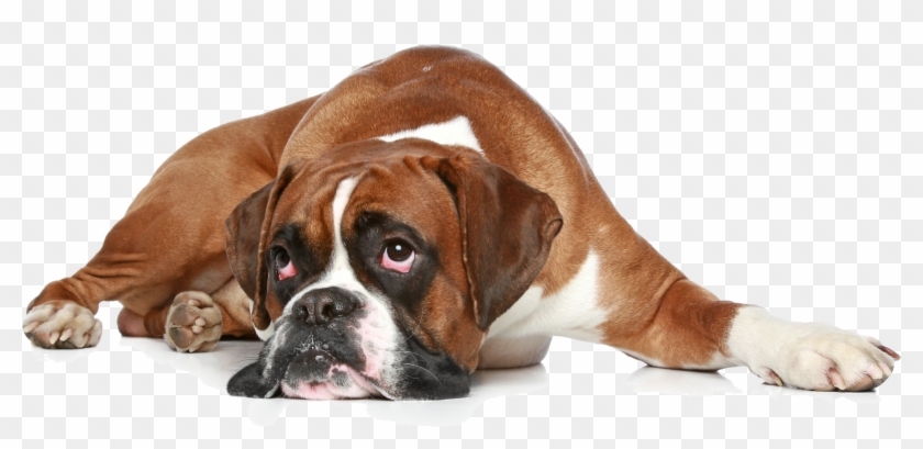 Get Well Soon Boxer Dog Clipart