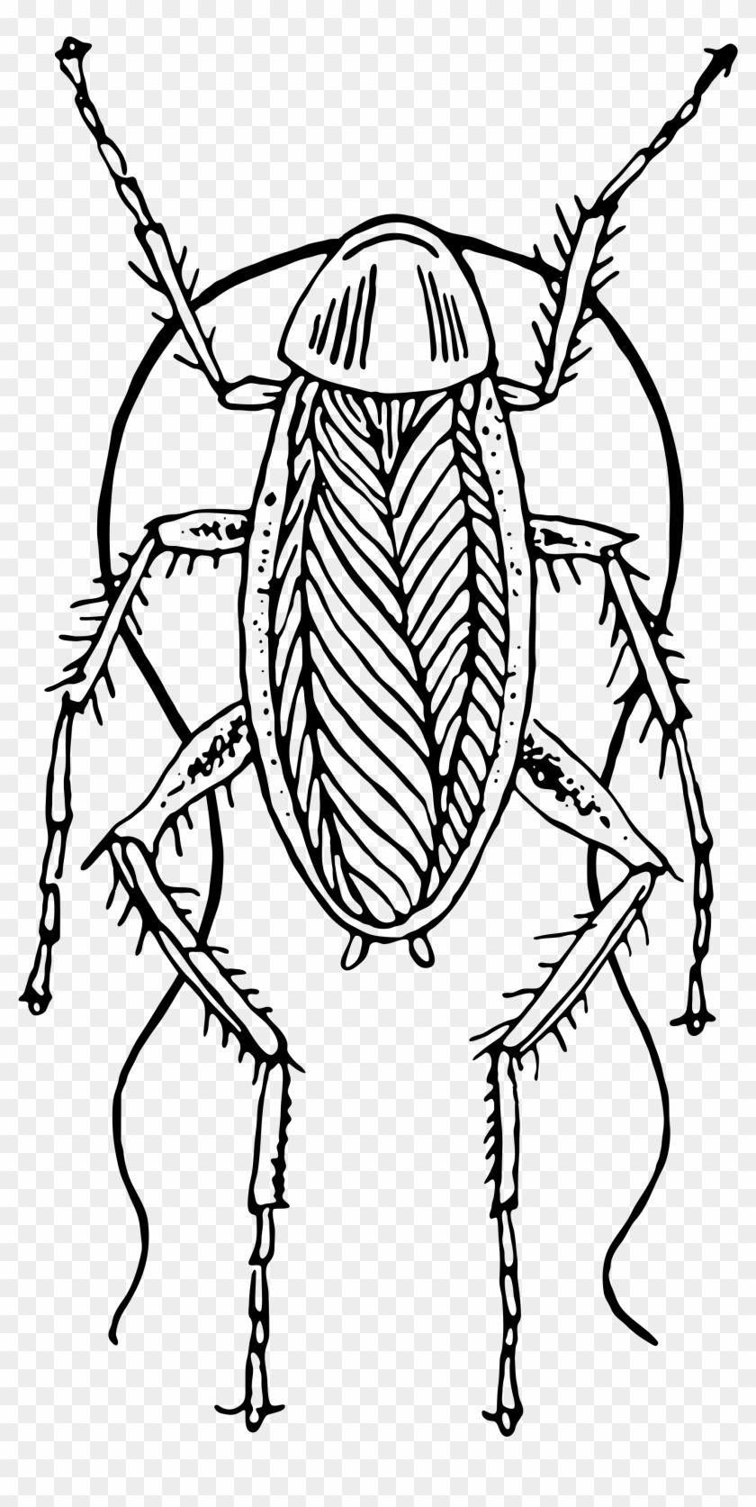 2000 X 3890 6 - Cockroach Black And White Png Clipart