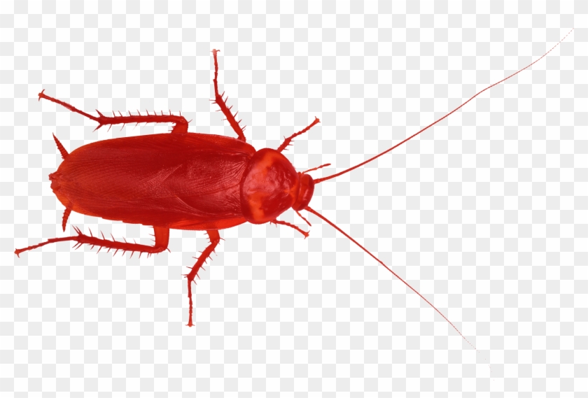 Red Cockroache Red Cockroache - Red Cockroach Clipart