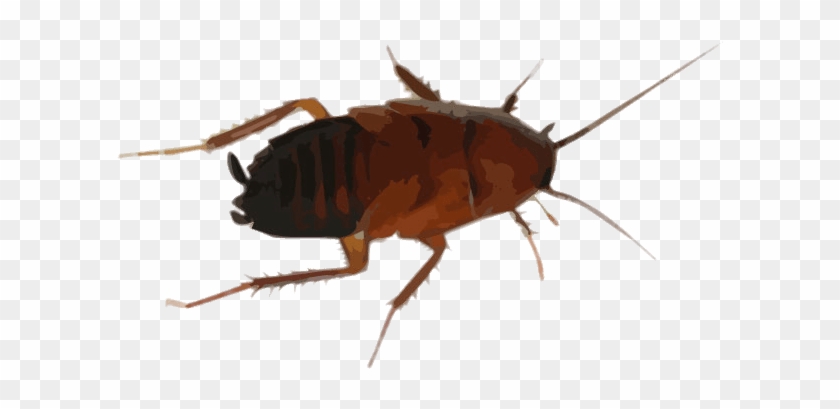 Cockroach Drawing Clipart #145057