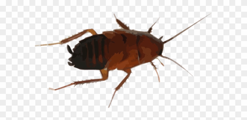 Cockroach Drawing Clipart