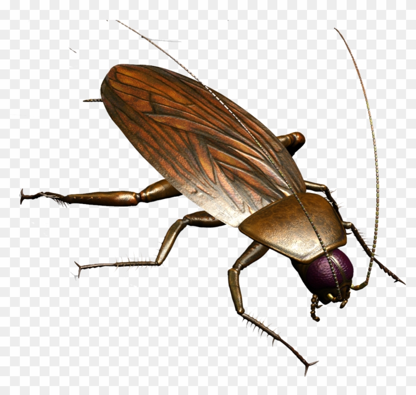 Roach Png - Pest Control Png Clipart #145089