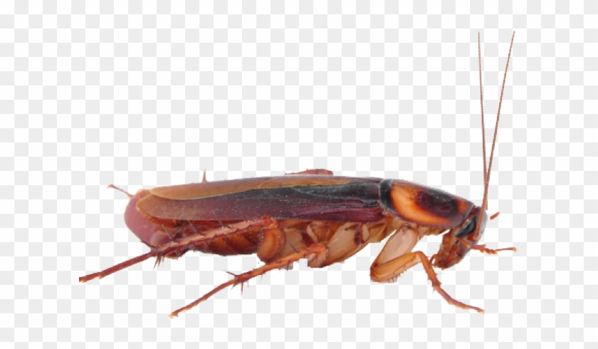 Cockroach Clipart Transparent - Cockroach Png Transparent Background #145137