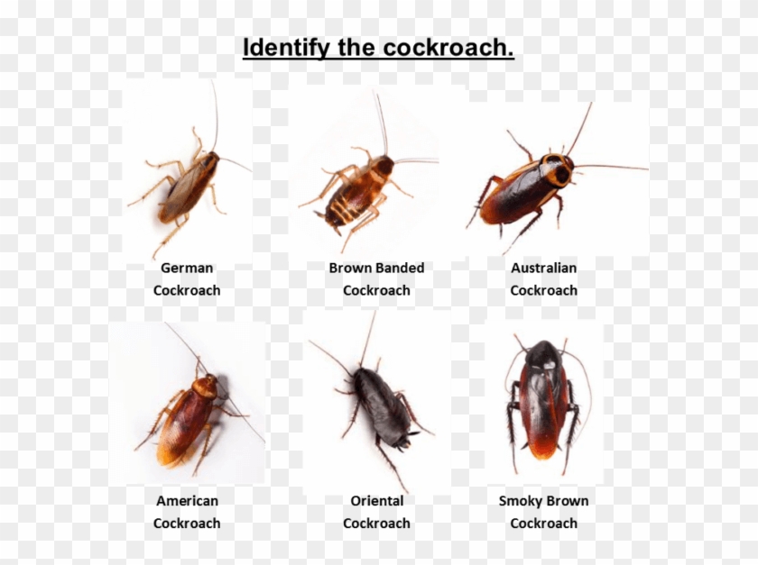 Please Call Out Office To Discuss The Cockroach Issue - Cockroach Clipart #145206