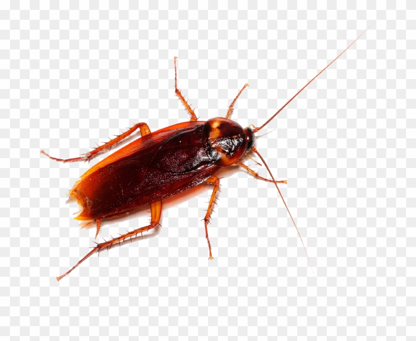 To Learn More About Cockroach Pest Control And How - Cockroach South Carolina Clipart