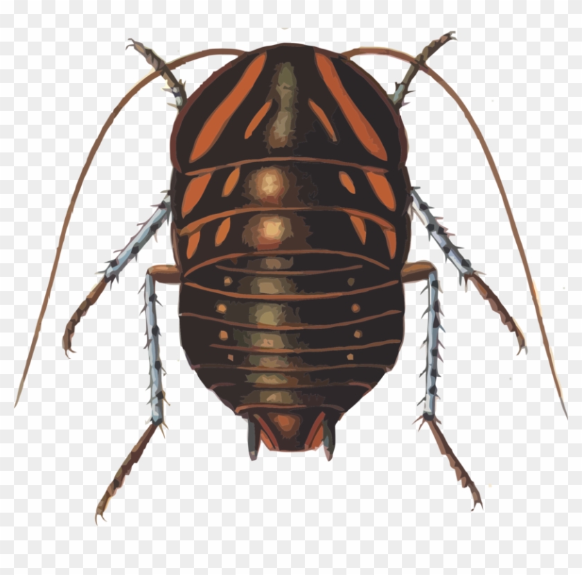 Cockroach Insect Polyzosteria Mitchelli Blattidae - Polyzosteria Mitchelli Clipart #145315