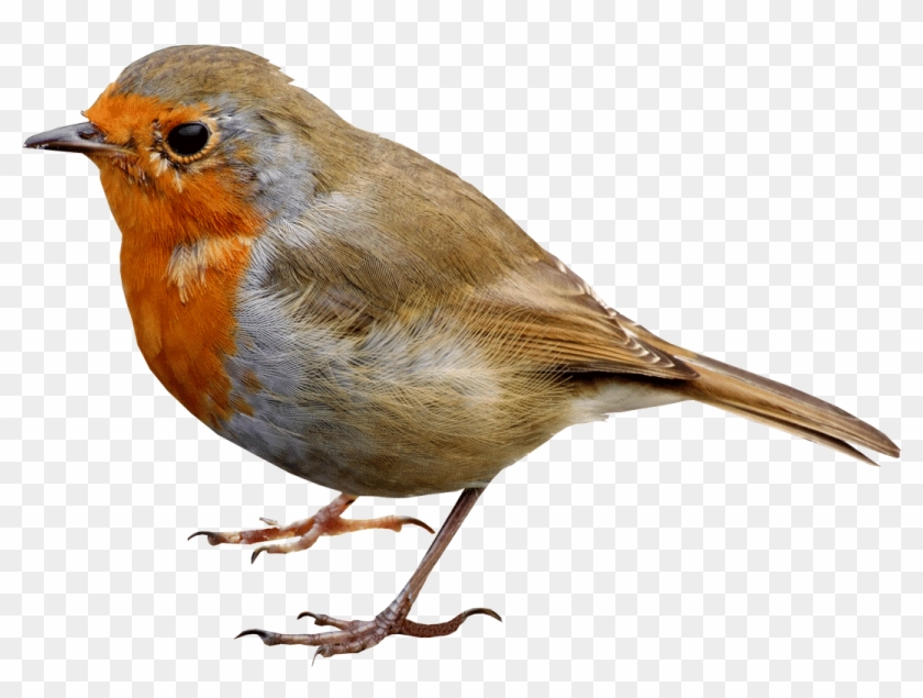 Single Bird Png Transparent Image - Robin Bird Png Clipart #145366