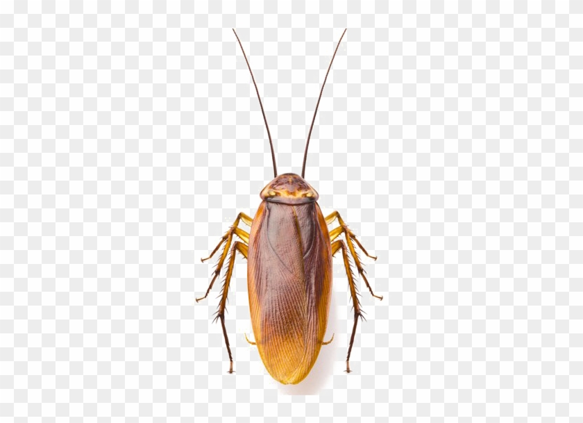 Roach Png Image - Cockroaches Dirty Clipart