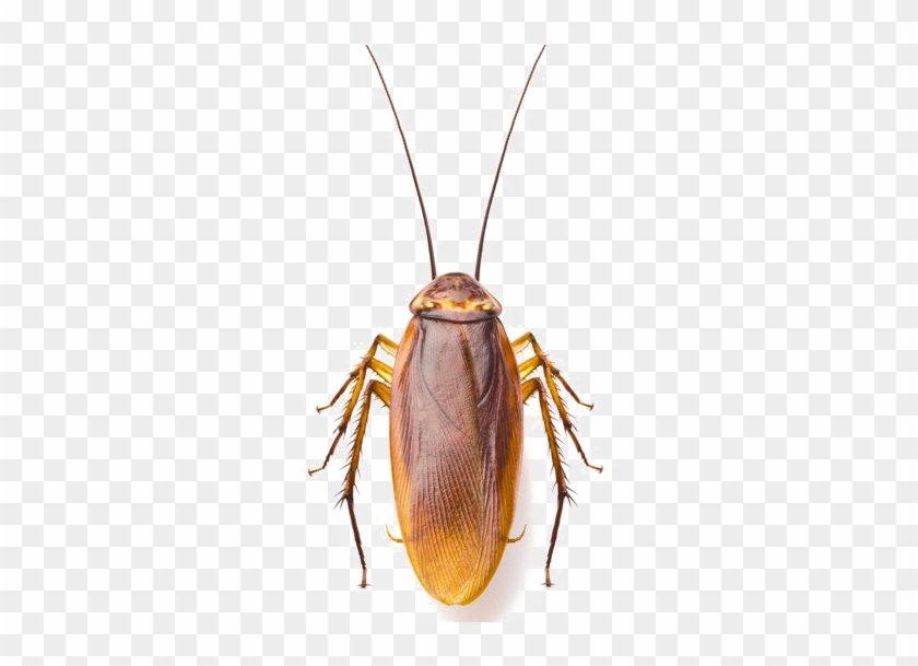 Roach Png Image - Cockroaches Dirty Clipart #145447