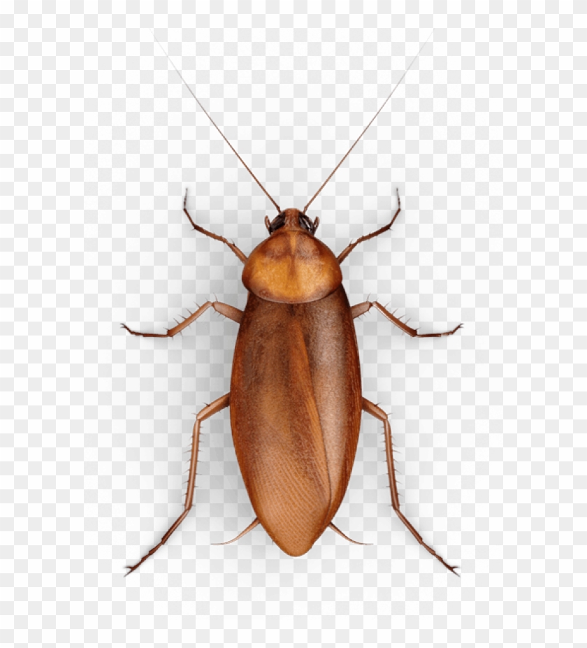 Roach Png Free Download - Cockroaches Png Clipart #145844