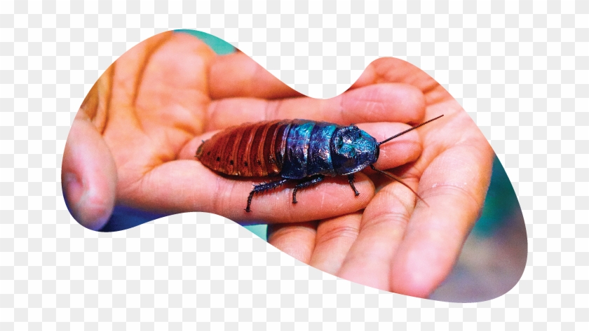 Madg-roach - Madagascar Hissing Cockroach Clipart