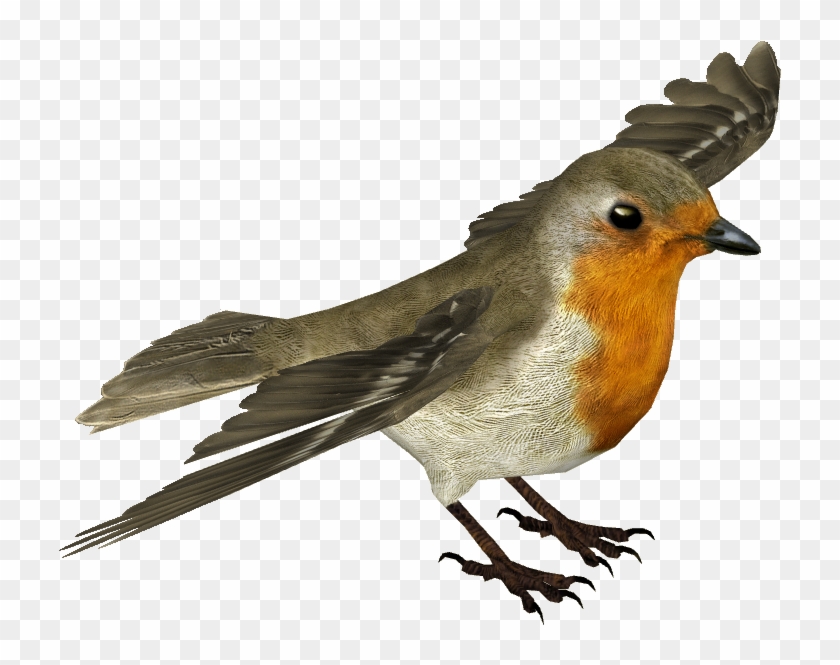 European Robin Transparent Background - Transparent Background Robin Png Bird Flying Clipart #146356