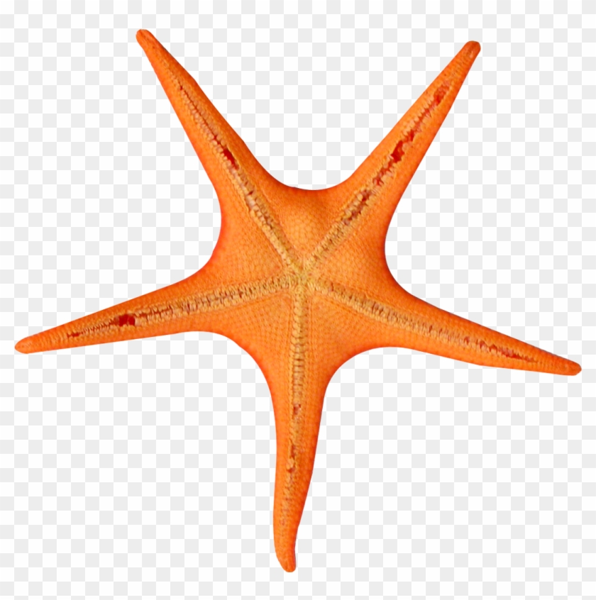 Download Png Image Report - Starfish Clipart #148578