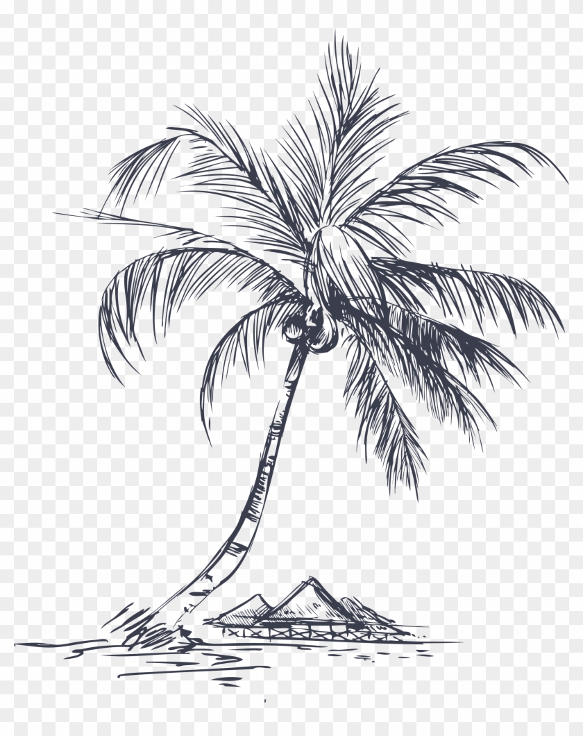 Ides Dimages De Tree Line Drawing Avec Ⓒ - Coqueiro Desenhado A Mão Clipart #149559