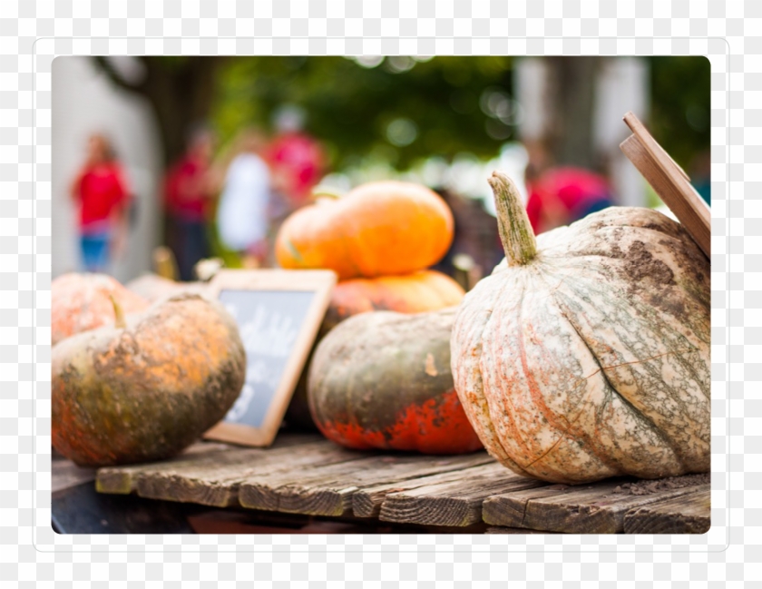 Our Pumpkins - Pumpkin Clipart #149625