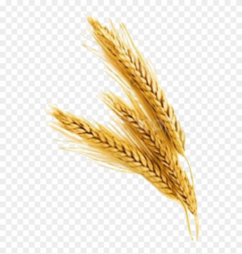 Free Png Barley Png File Png Images Transparent - Wheat Stalk No Background Clipart #1400108