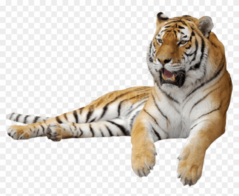 Download Tiger Sitting Sideview Png Images Background - Тигр Пнг Clipart #1400110
