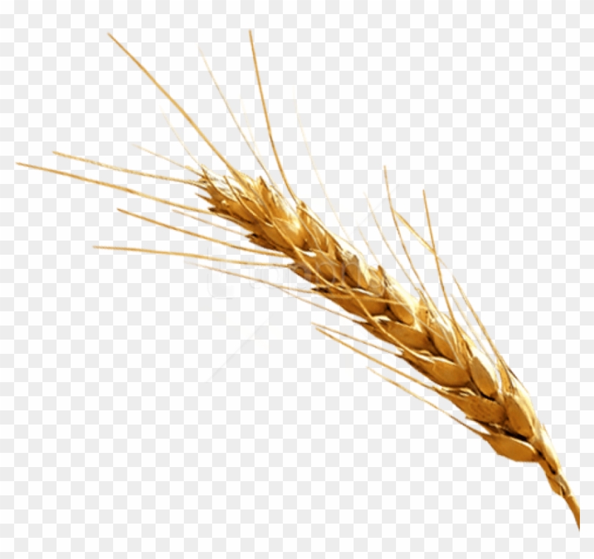 Free Png Barley Png Images Transparent - Barley Png Clipart (#1400136