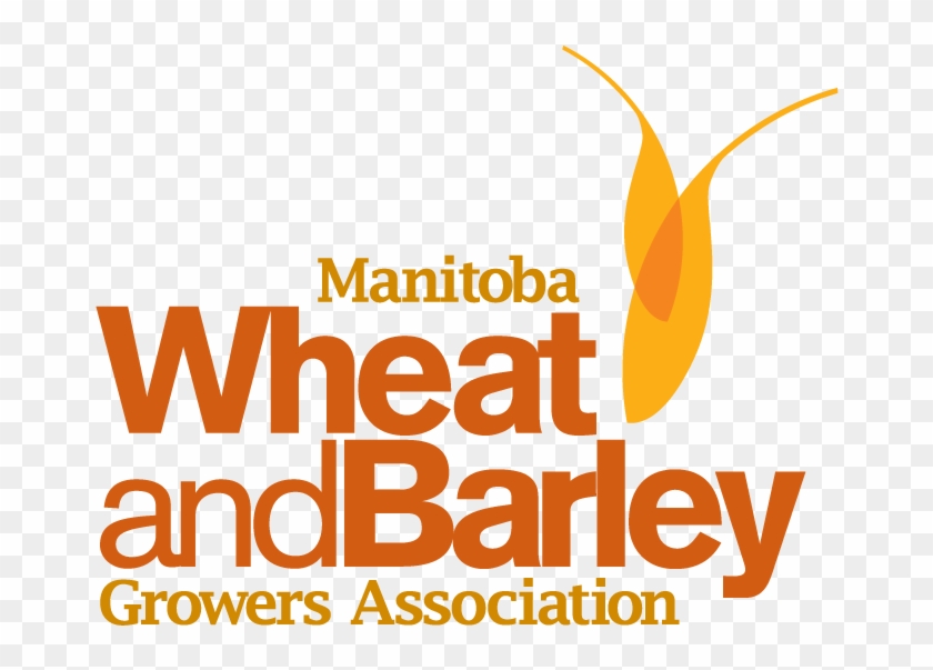 Http - //www - Mbwheatandbarley - Ca/wp Wheat And Barley - Graphic Design Clipart #1401092