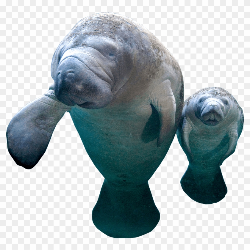 Manatee Png - Walrus Clipart