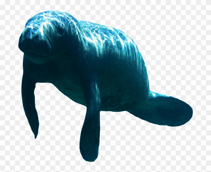Manatees - Manatees Png Clipart