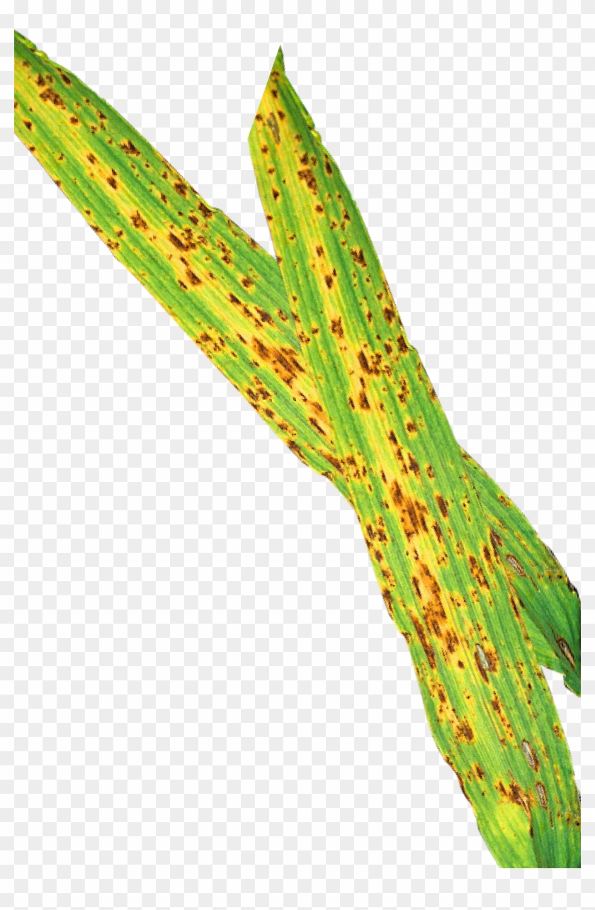 Treatments Made At The Flag Leaf Emergence Stage Will - Plant Pathology Clipart #1401317