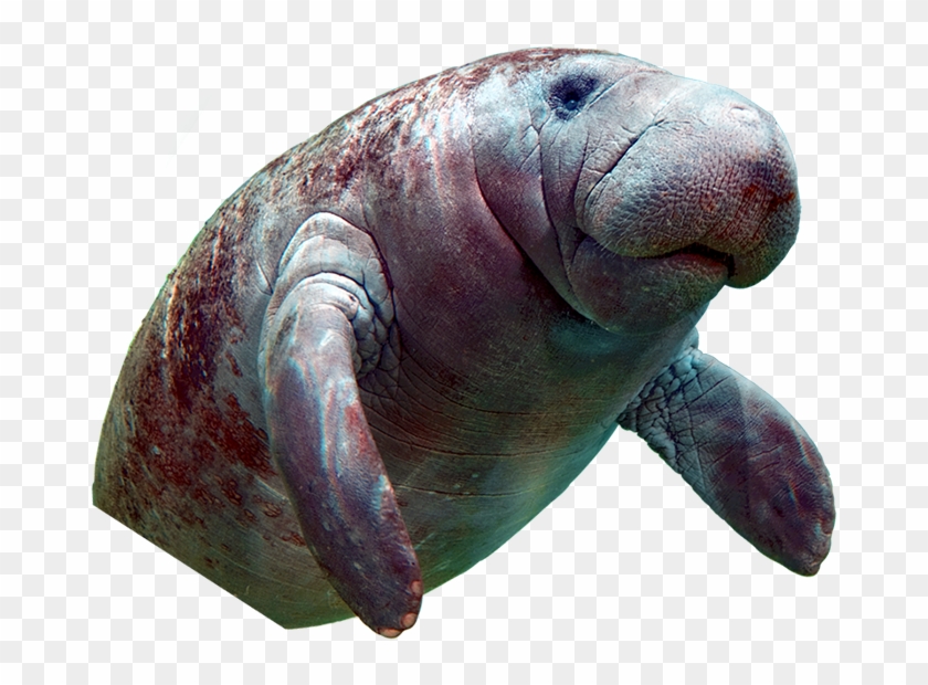Recent Posts - Dugong Clipart #1401575