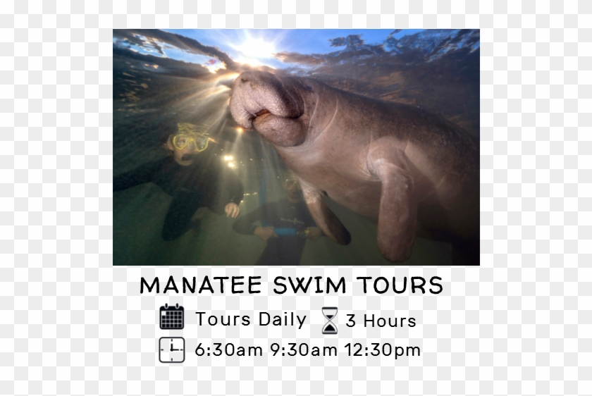 Explore Our Tours - Dugong Clipart