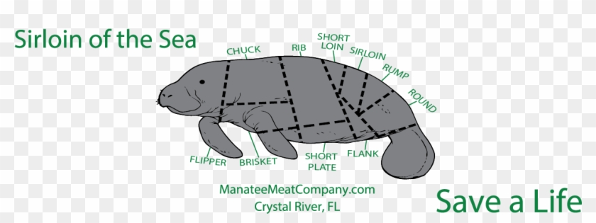 Tortoise Clipart #1402508