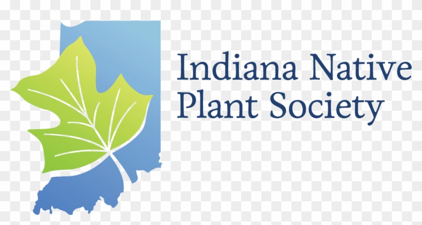 The Indiana Native Plant And Wildflower Society Is - Maple Leaf Clipart #1403066