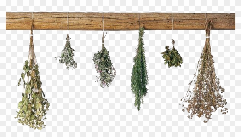 Pngs /like Or Reblog If Used/ - Hanging Dried Herbs Png Clipart #1406413
